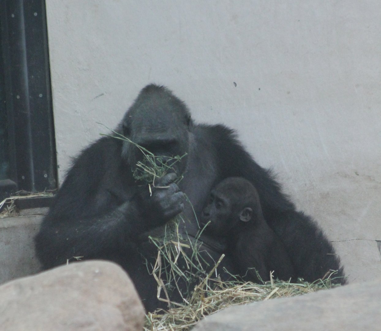 Gorilla with young