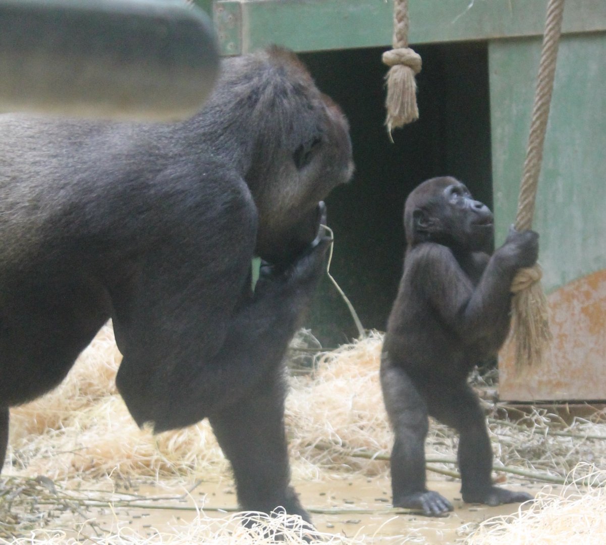 Gorilla with young