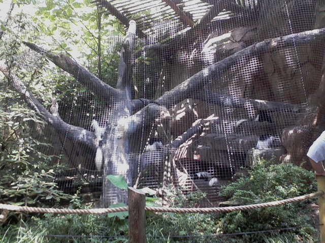 Gorilla World- Eastern Black and Black-and-White Colobus exhibit
