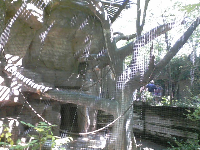 Gorilla World- Eastern Black-and-White Colobus exhibit