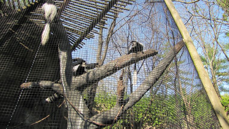 Gorilla World-Eastern Black and White Colobus Exhibit