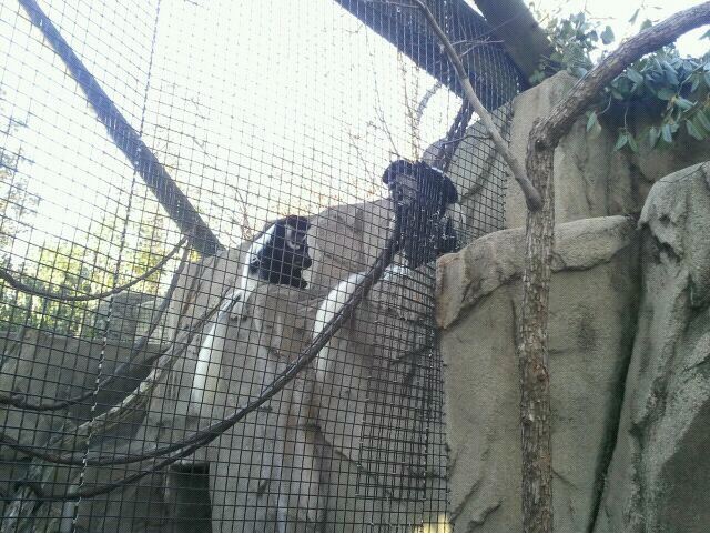 Gorilla World-Eastern Black-and-White Colobus Monkeys