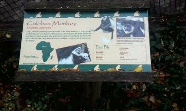 Gorilla World-Eastern Black and White Colobus-Sign