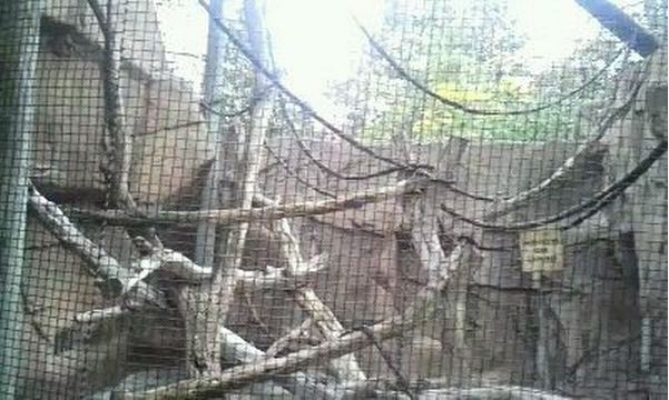 Gorilla World-Empty Greys Crowned Guenon exhibit