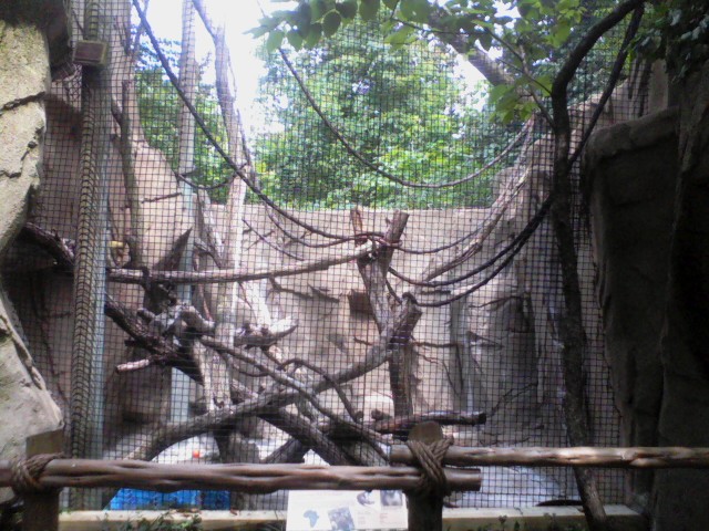 Gorilla World- Grey's Crowned Guenon exhibit