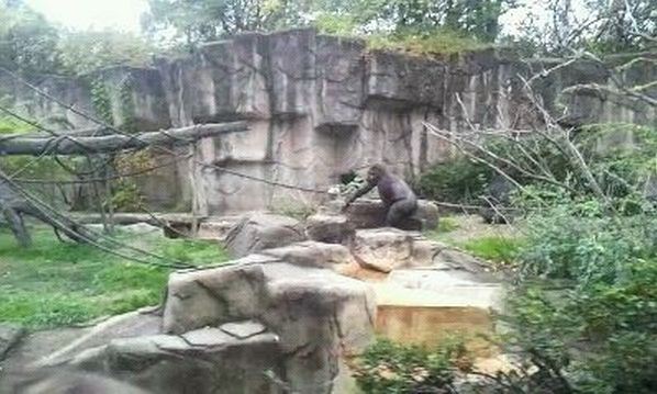 Gorilla World-Mlinzi on the move