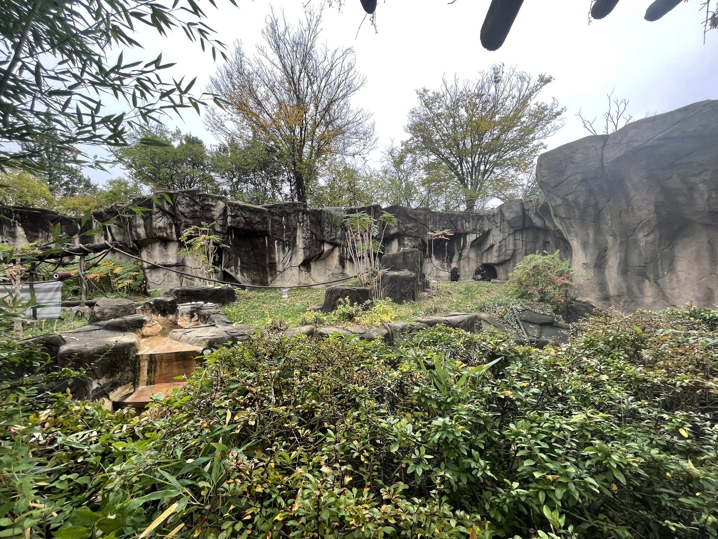 Gorilla World Outdoor Exhibit