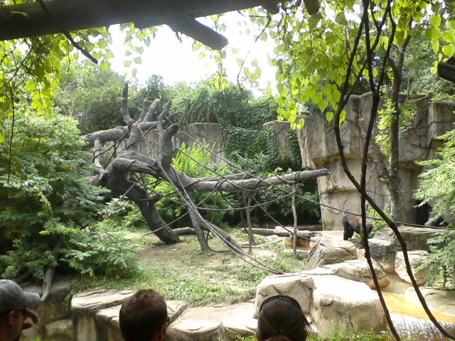 Gorilla World- Part of Western Lowland Gorilla exhibit