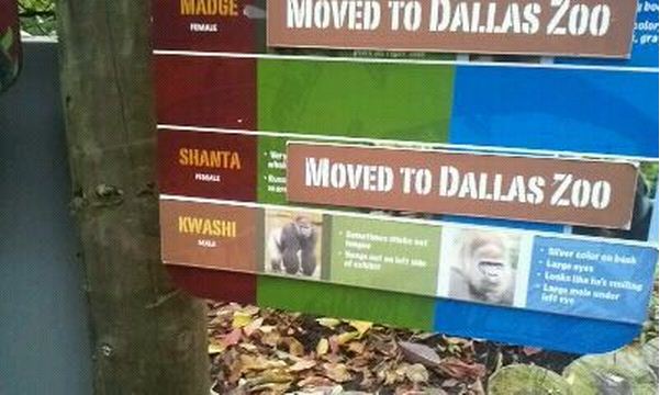 Gorilla World-RIP Kwashi-May 16, 1982-October 23, 2012