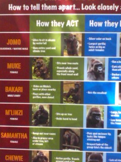 Gorilla World- Some of the Gorillas at the Zoo