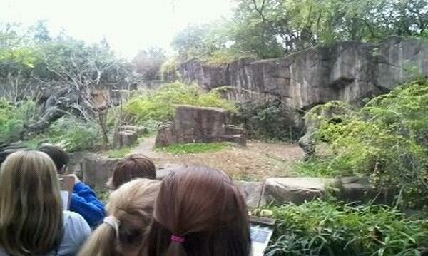 Gorilla World-Western Lowland Gorilla exhibit