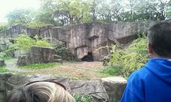 Gorilla World-Western Lowland Gorilla exhibit