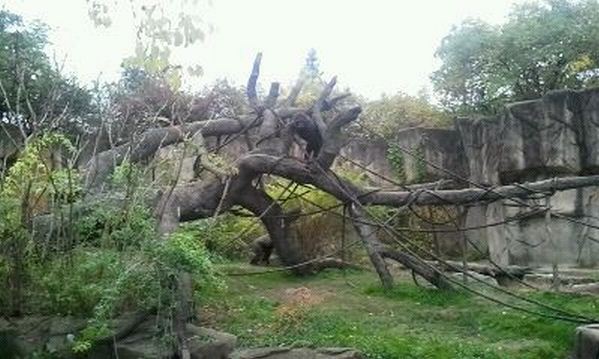 Gorilla World-Western Lowland Gorilla exhibit