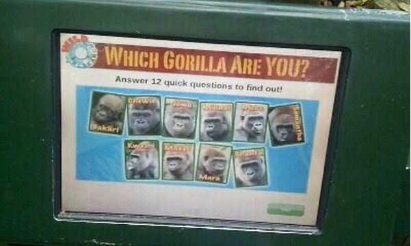 Gorilla World-Which Gorilla Are You?