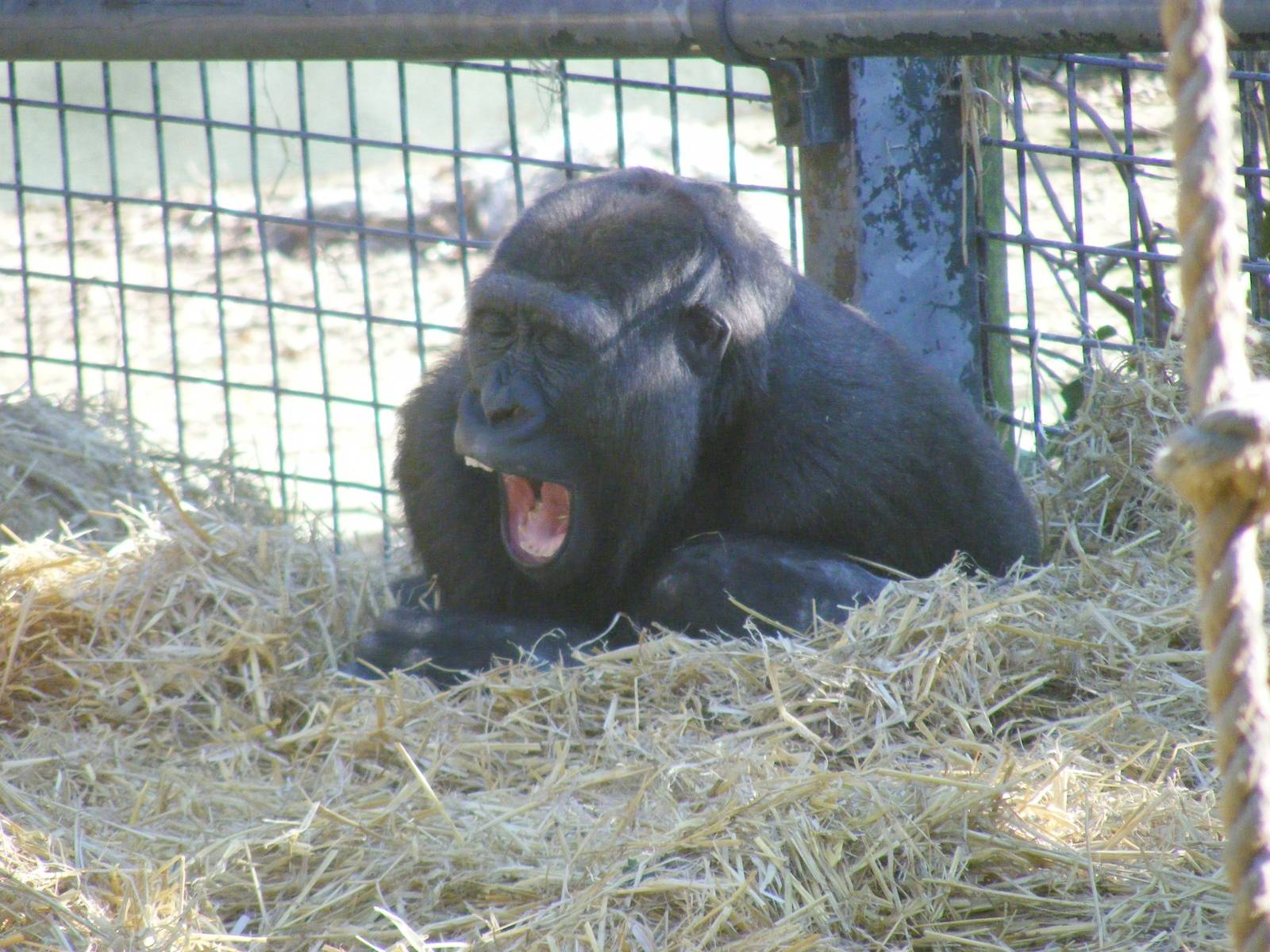 Gorilla yawning at Chessington Zoo, 7 March 2010