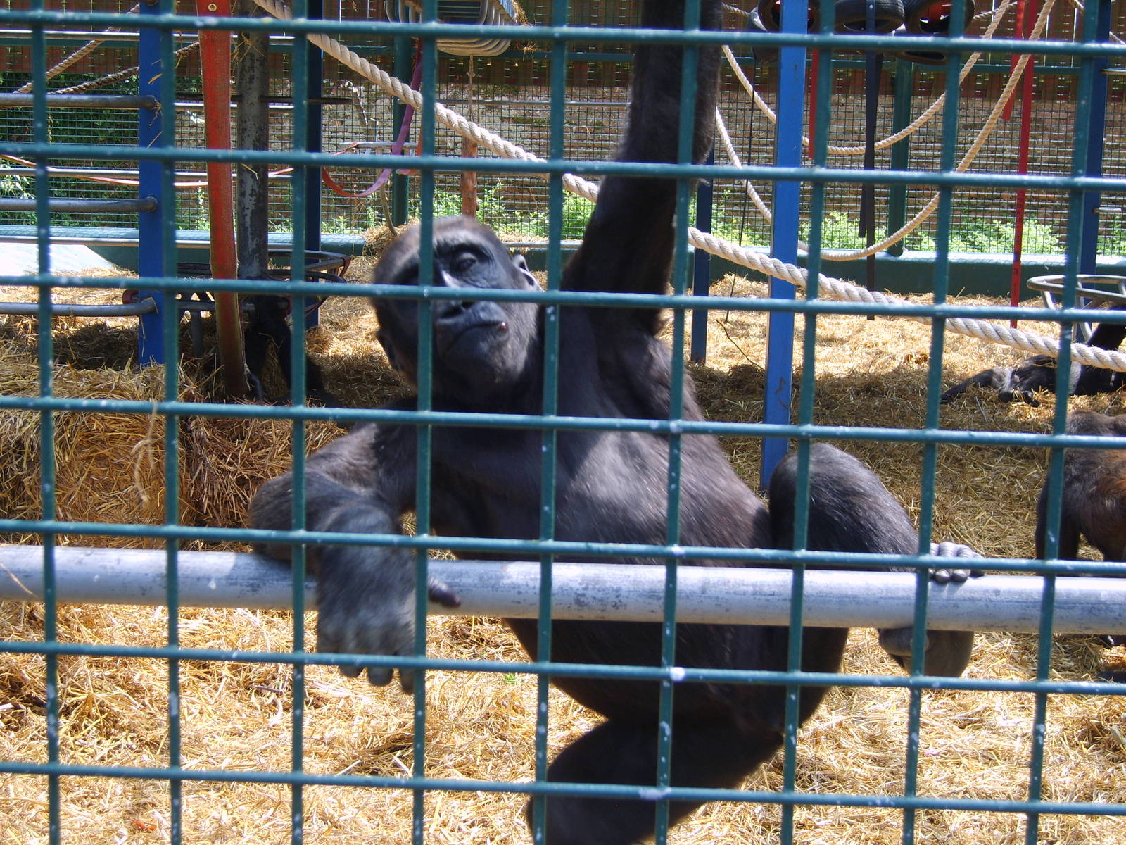 Gorilla young