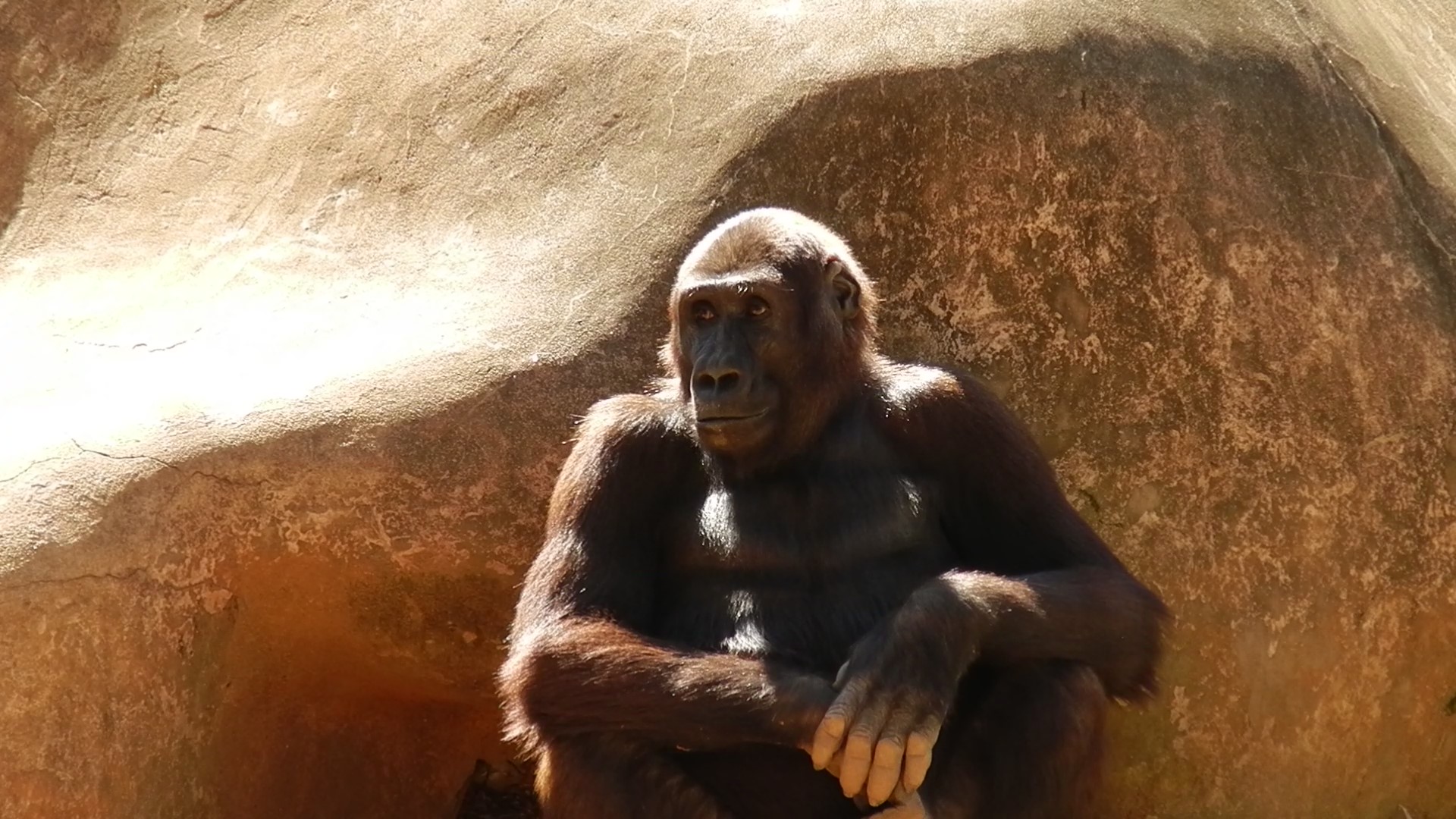 Gorilla youngster - Belo Horizonte zoo