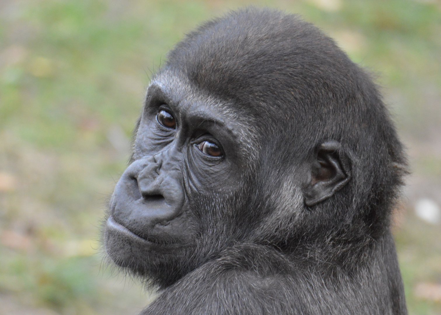 Gorilla youngster Tilla
