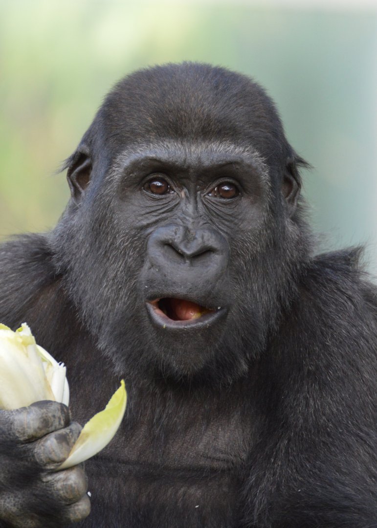 Gorilla youngster Tilla