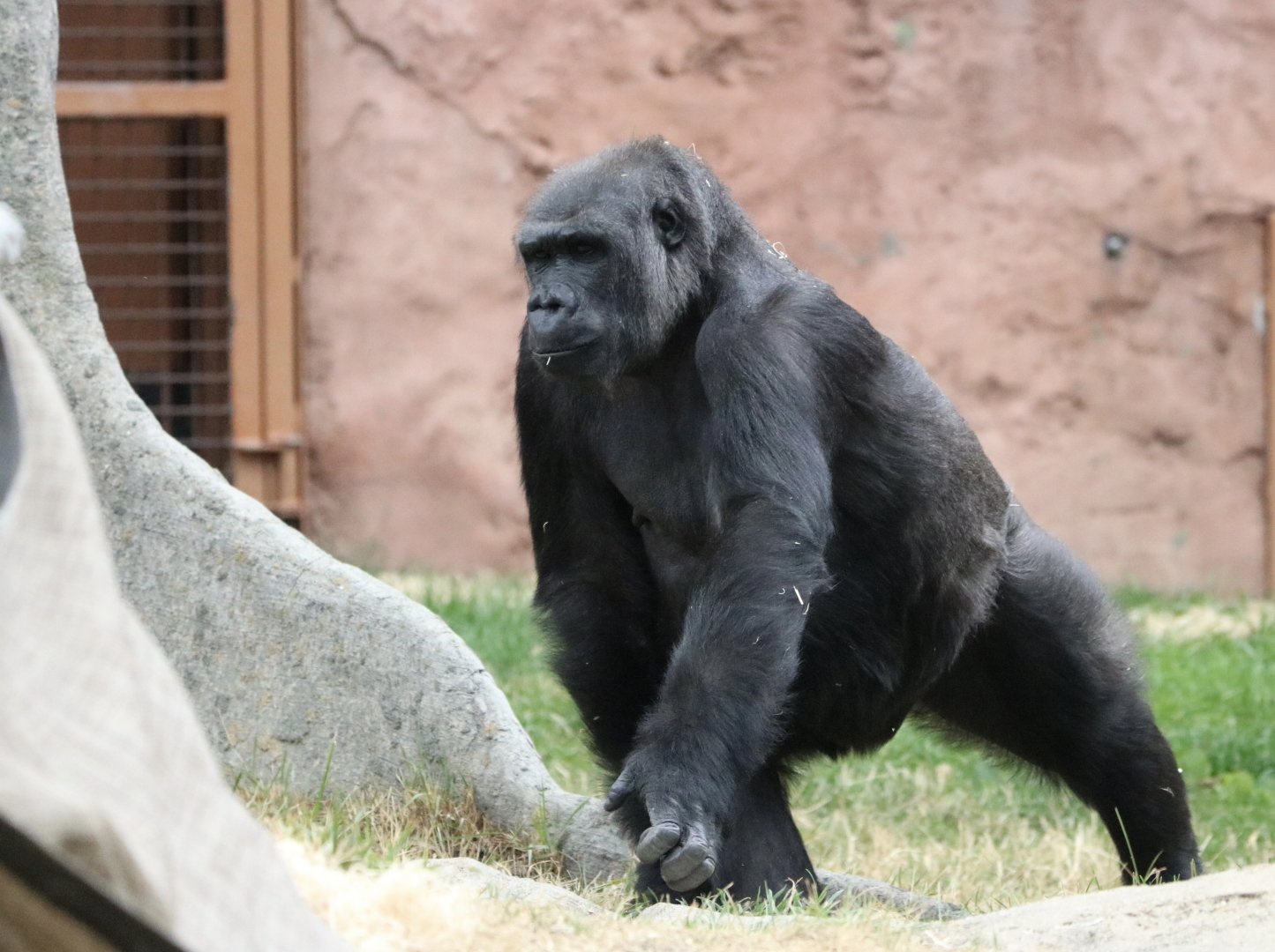 Gorilla Zuri