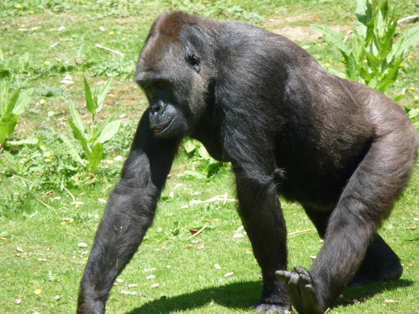 Gorilla