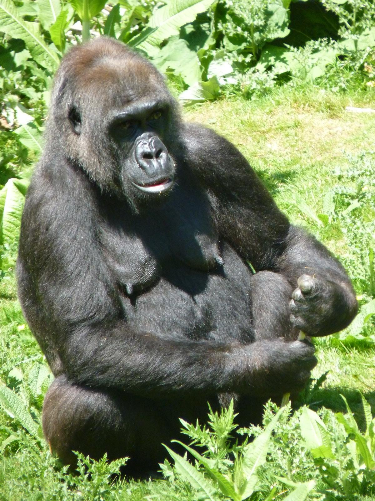 Gorilla