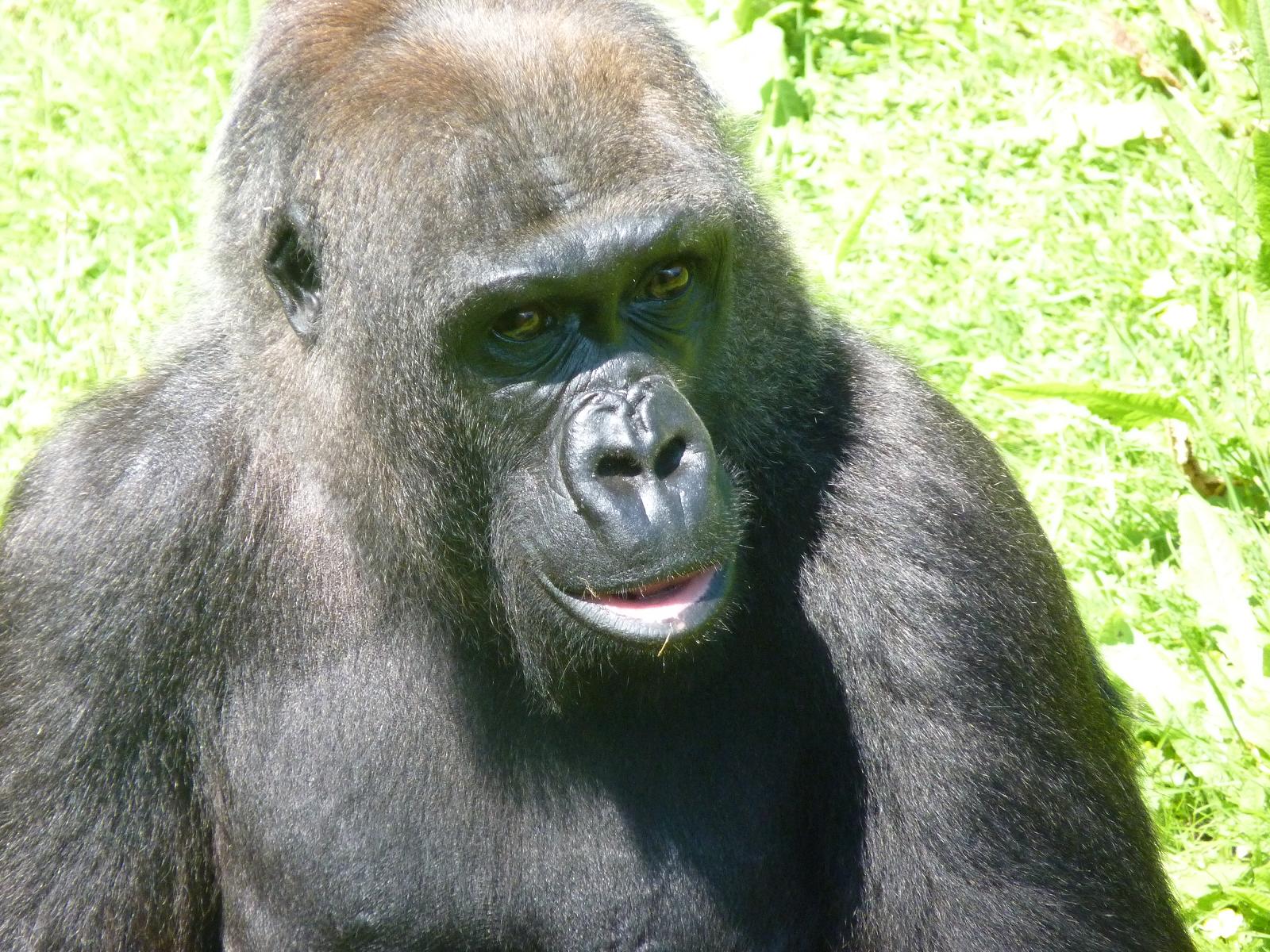 Gorilla