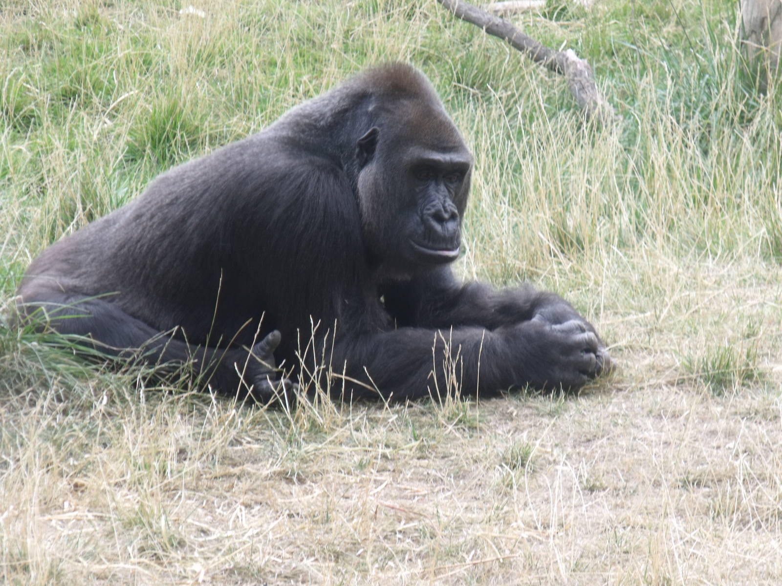 Gorilla