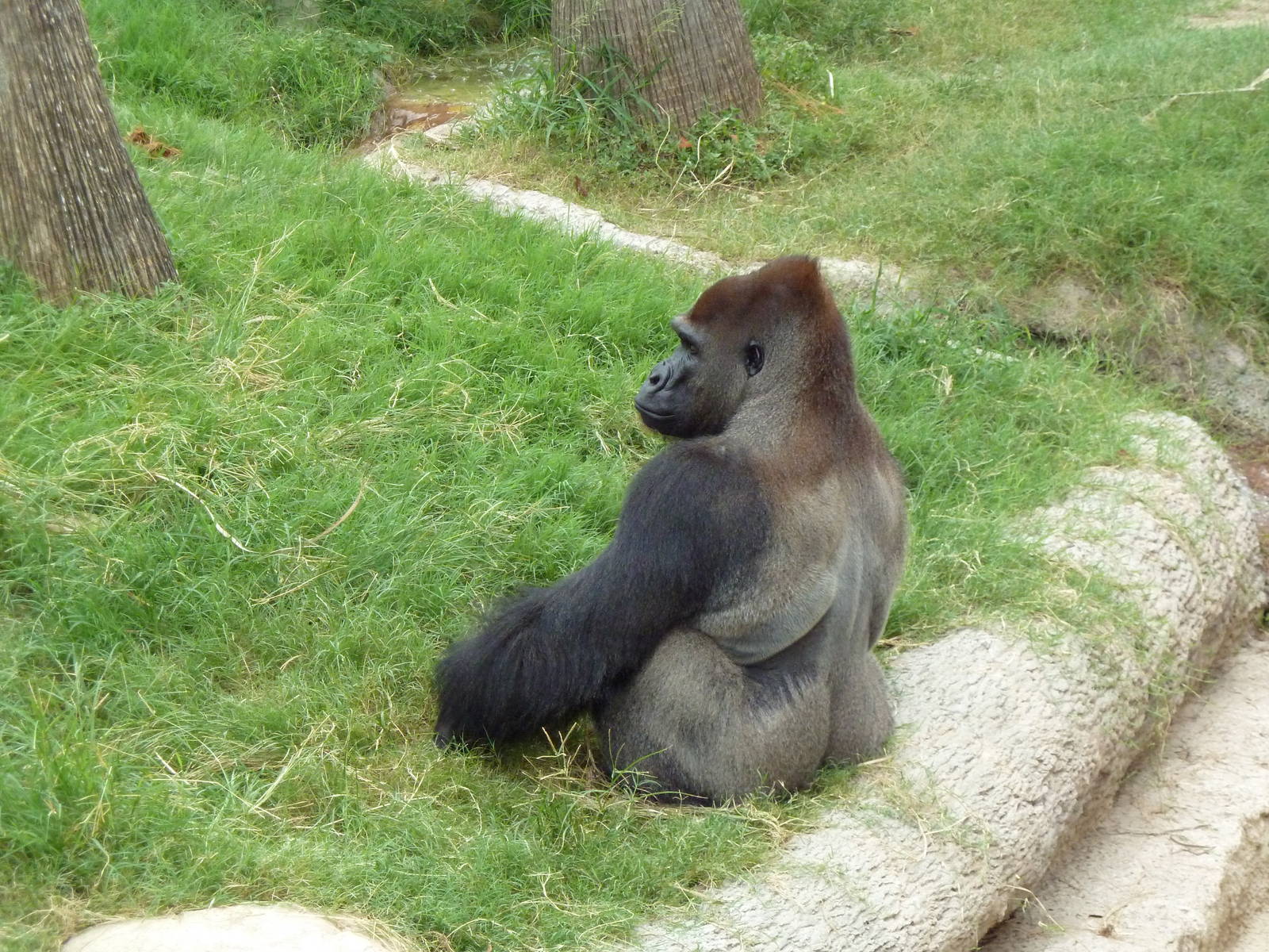 Gorilla