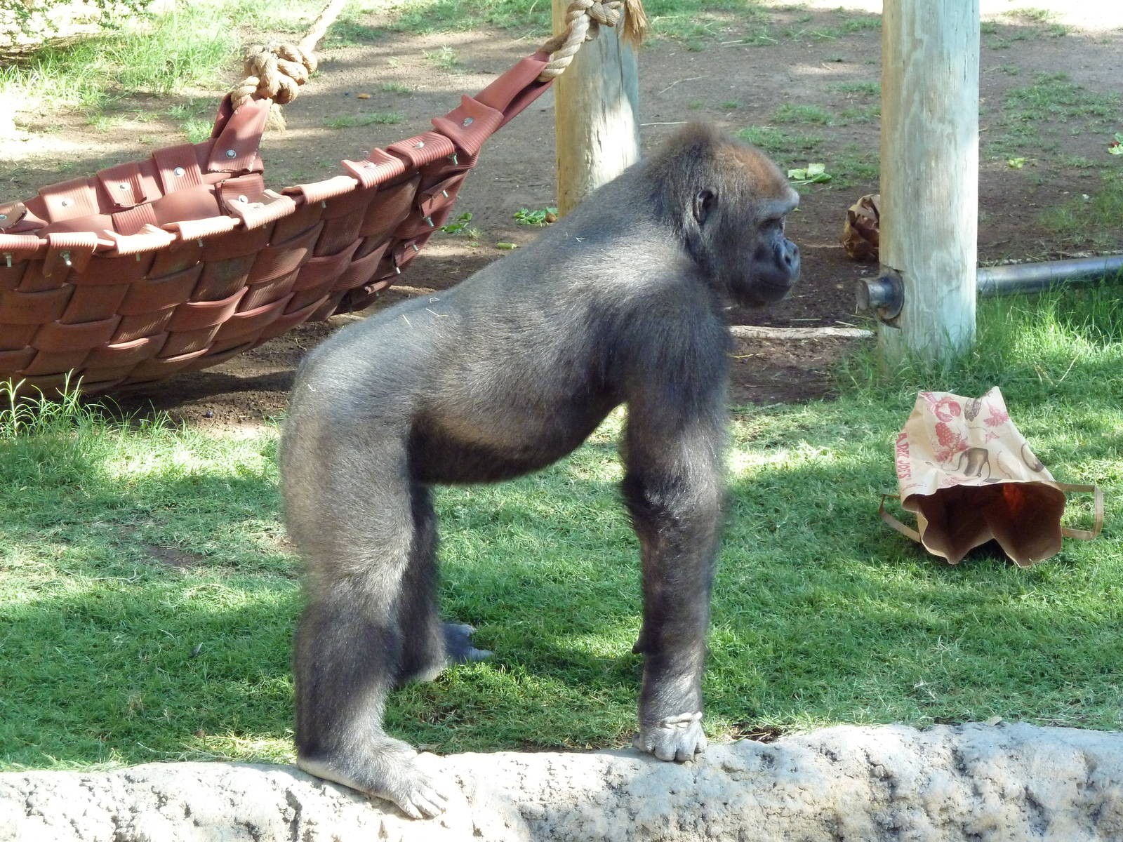Gorilla