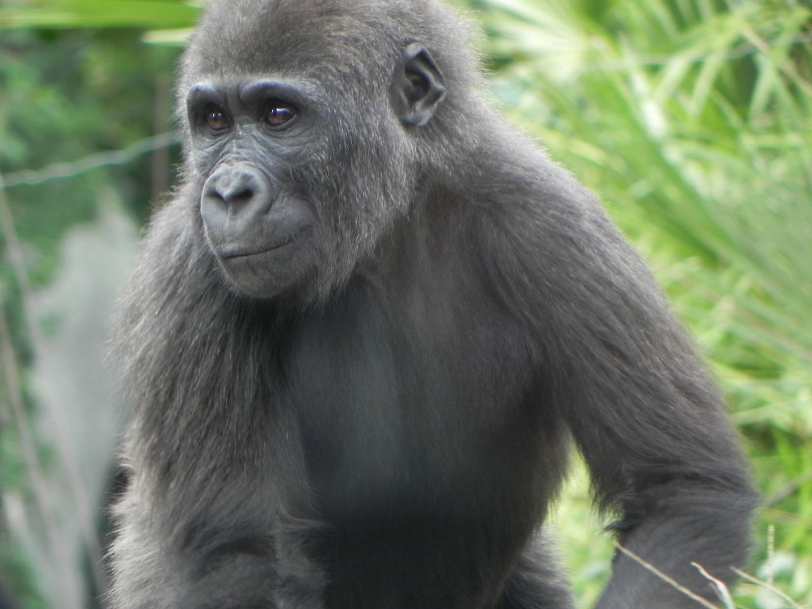 Gorilla