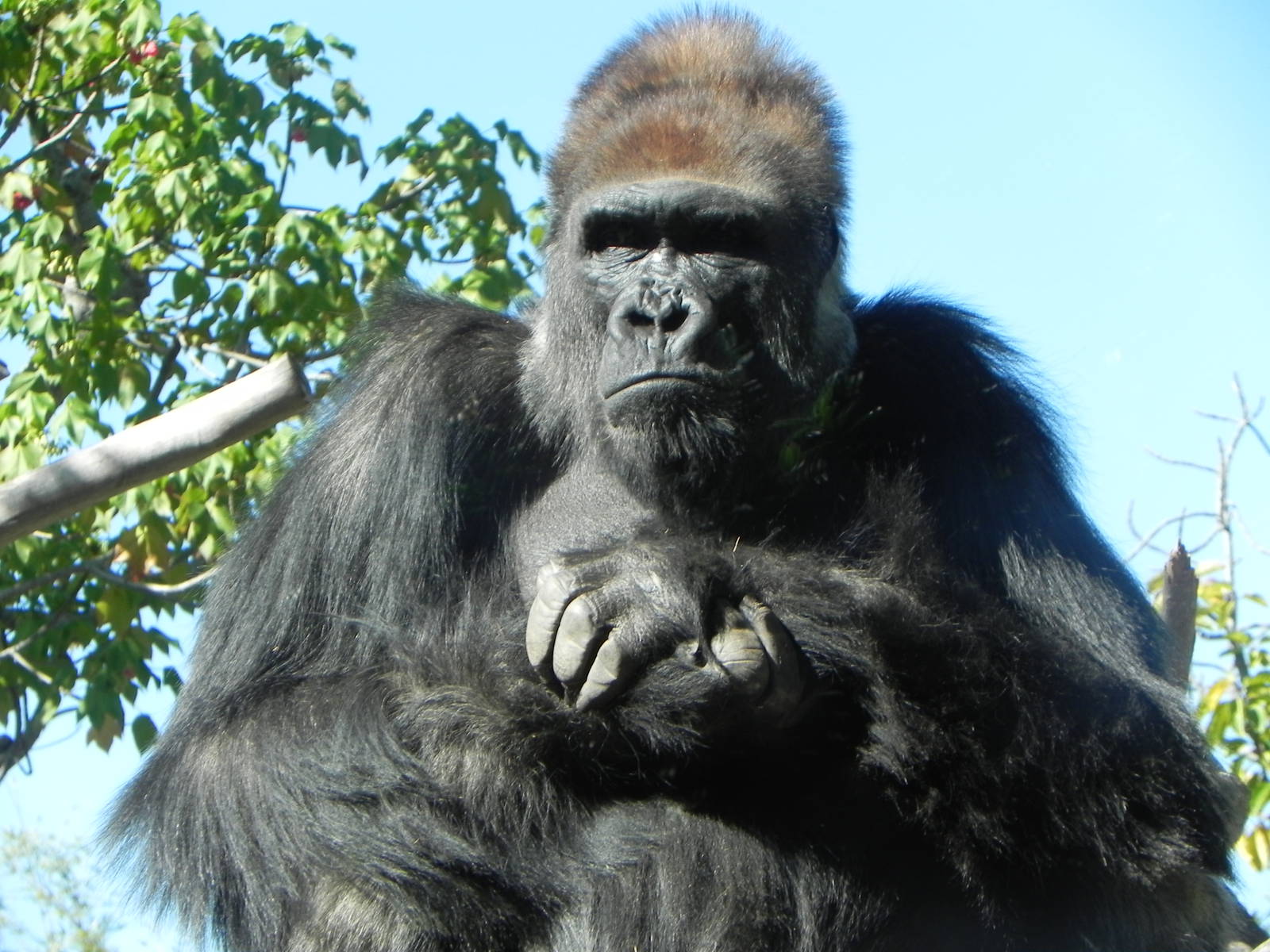 Gorilla