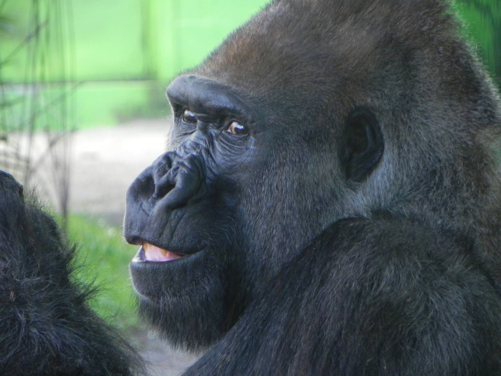Gorilla