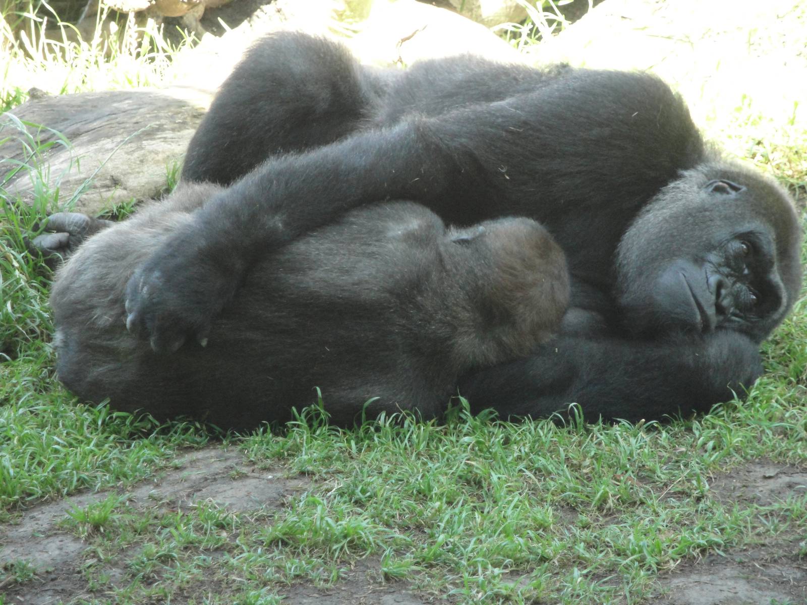 Gorilla