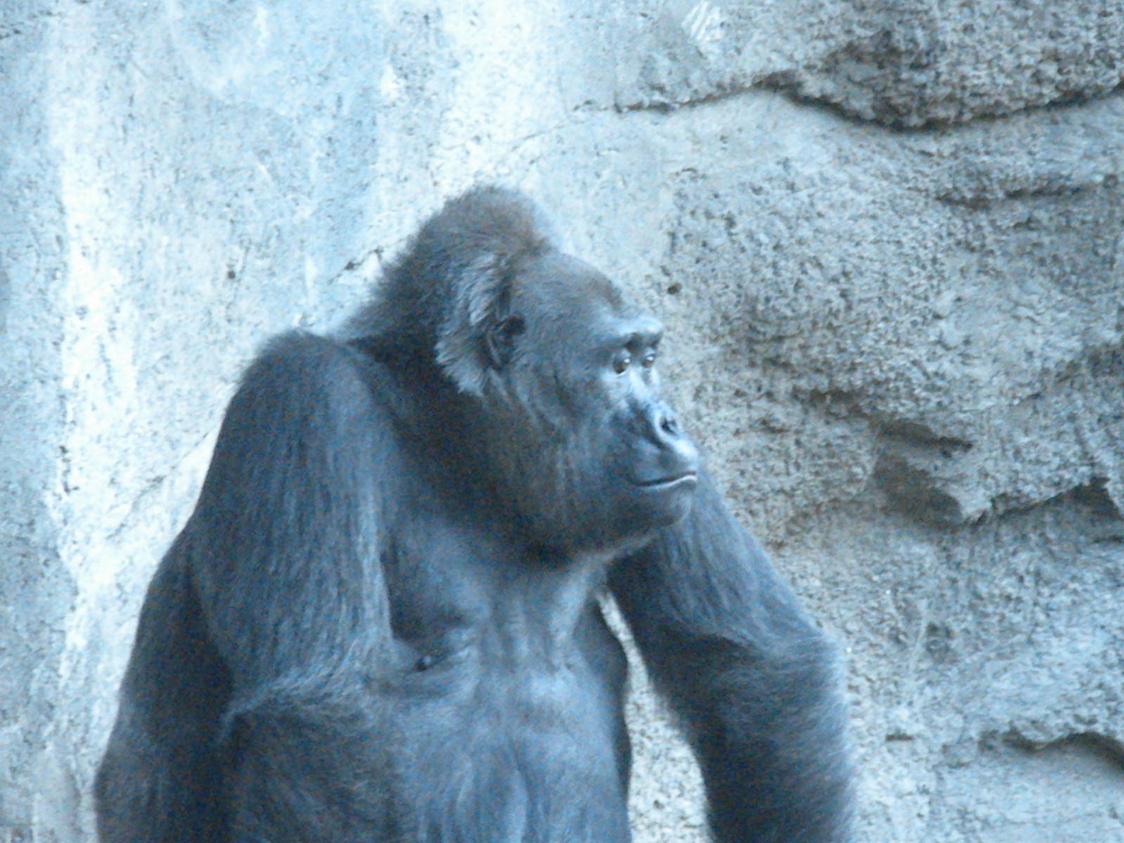 Gorilla