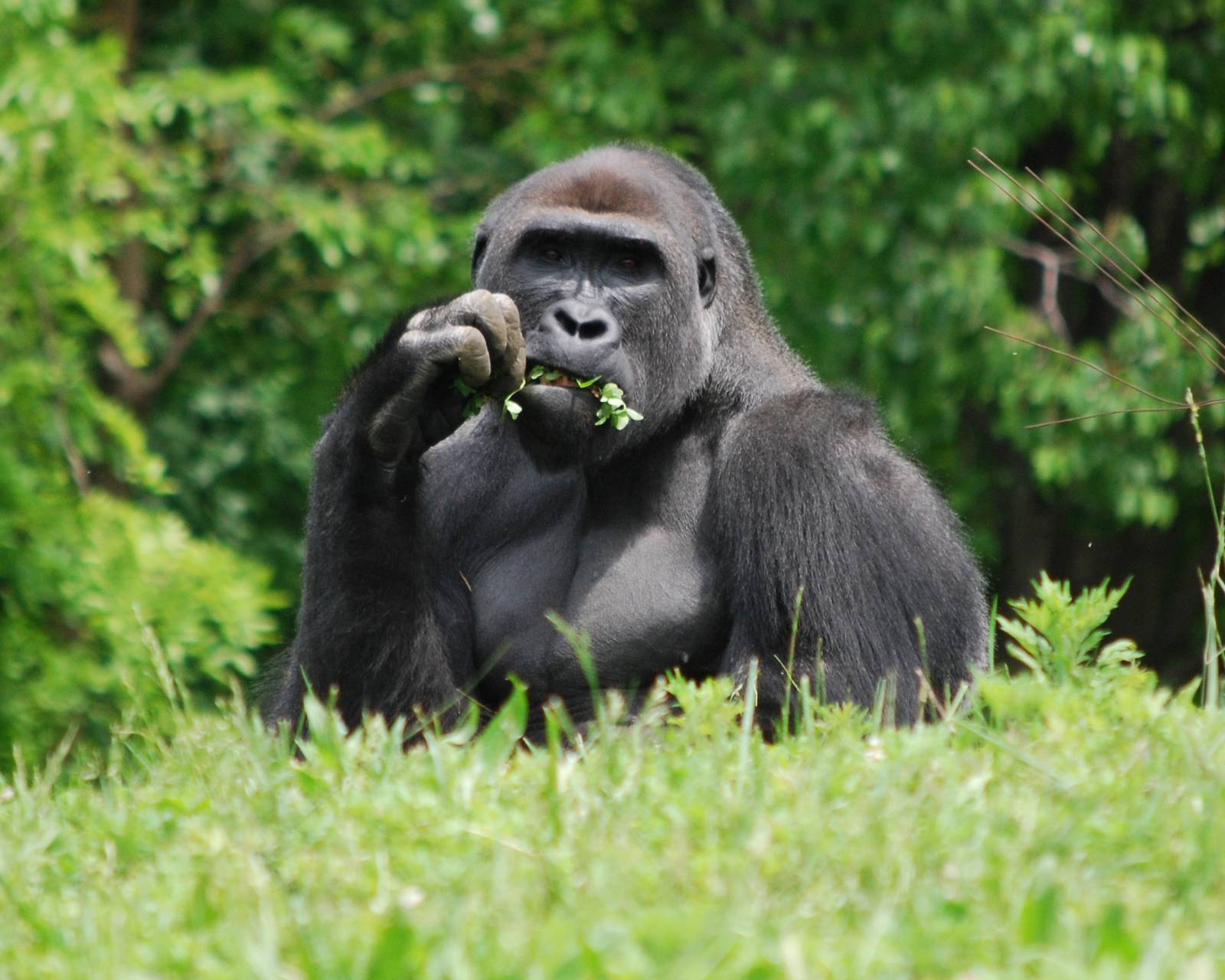 Gorilla