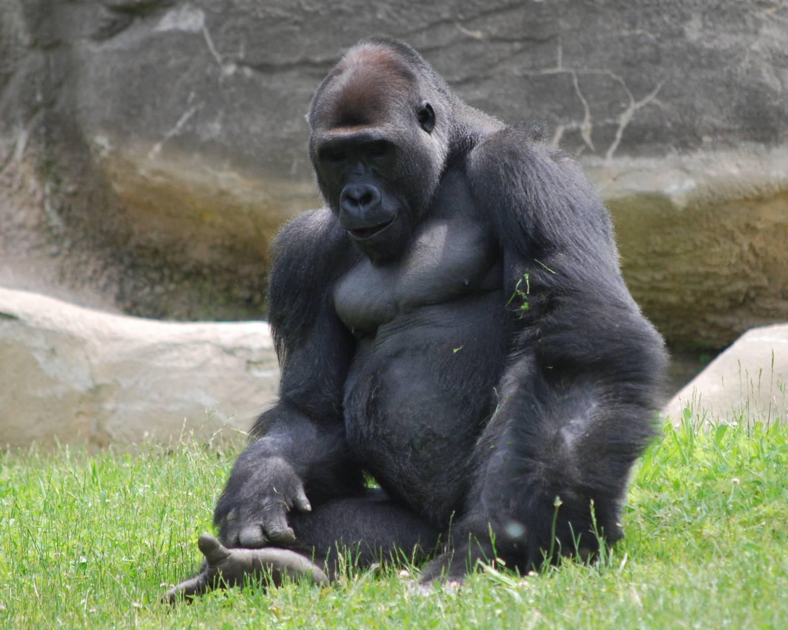 Gorilla