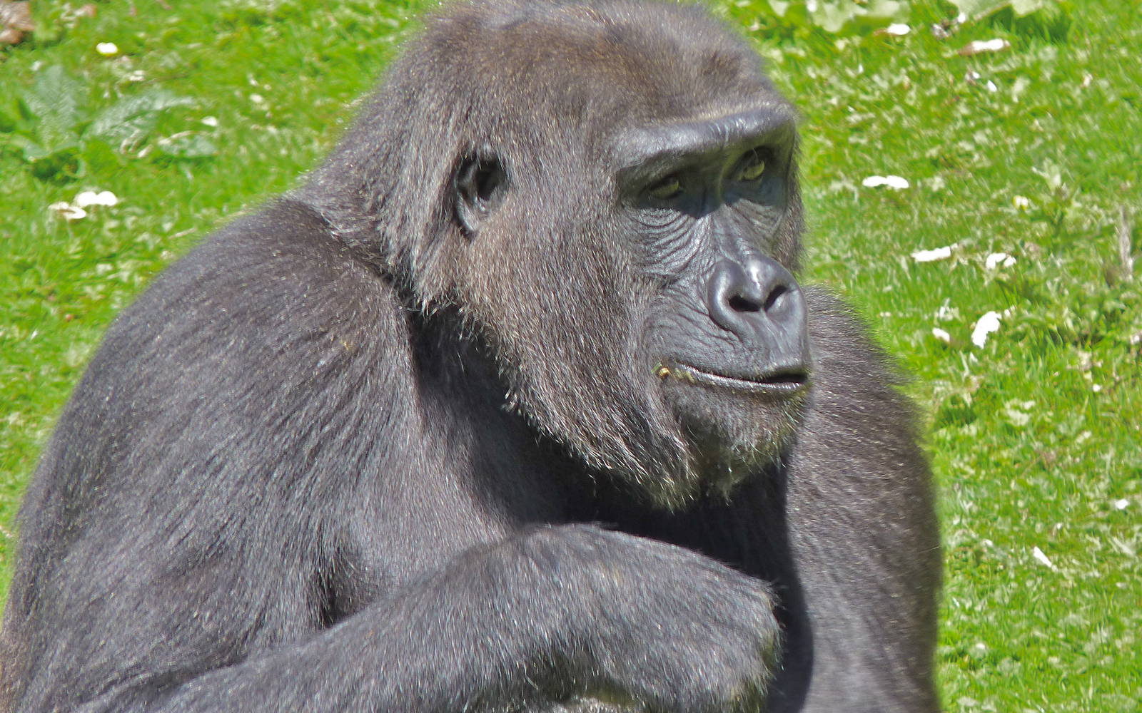 Gorilla