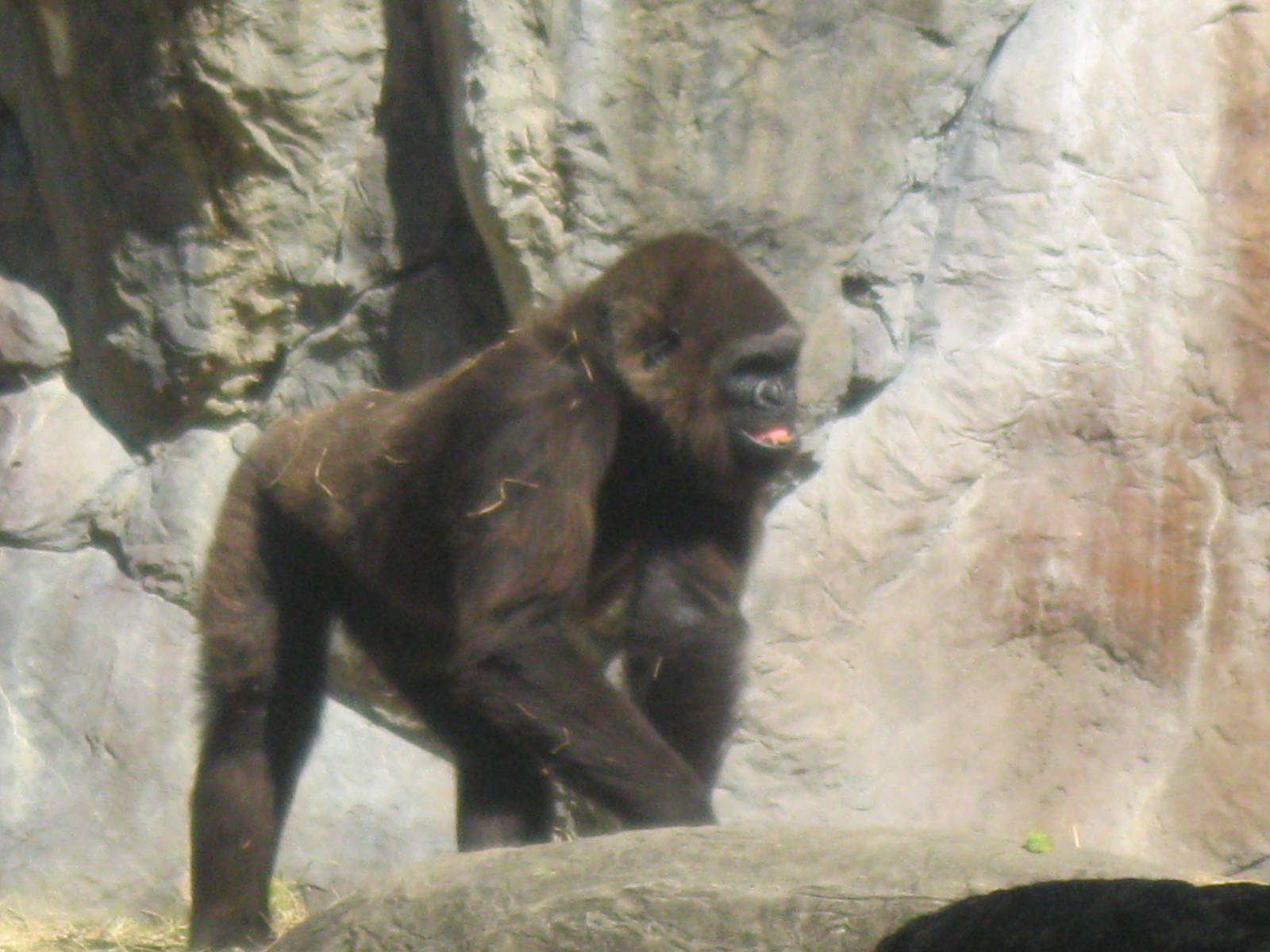 Gorilla