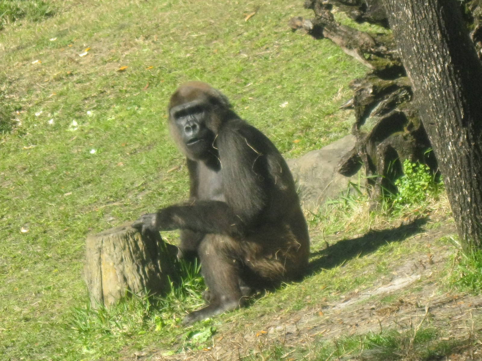 Gorilla