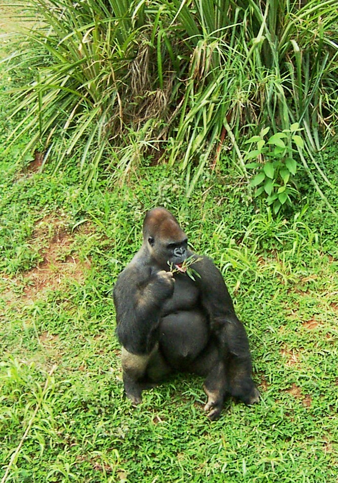 Gorilla