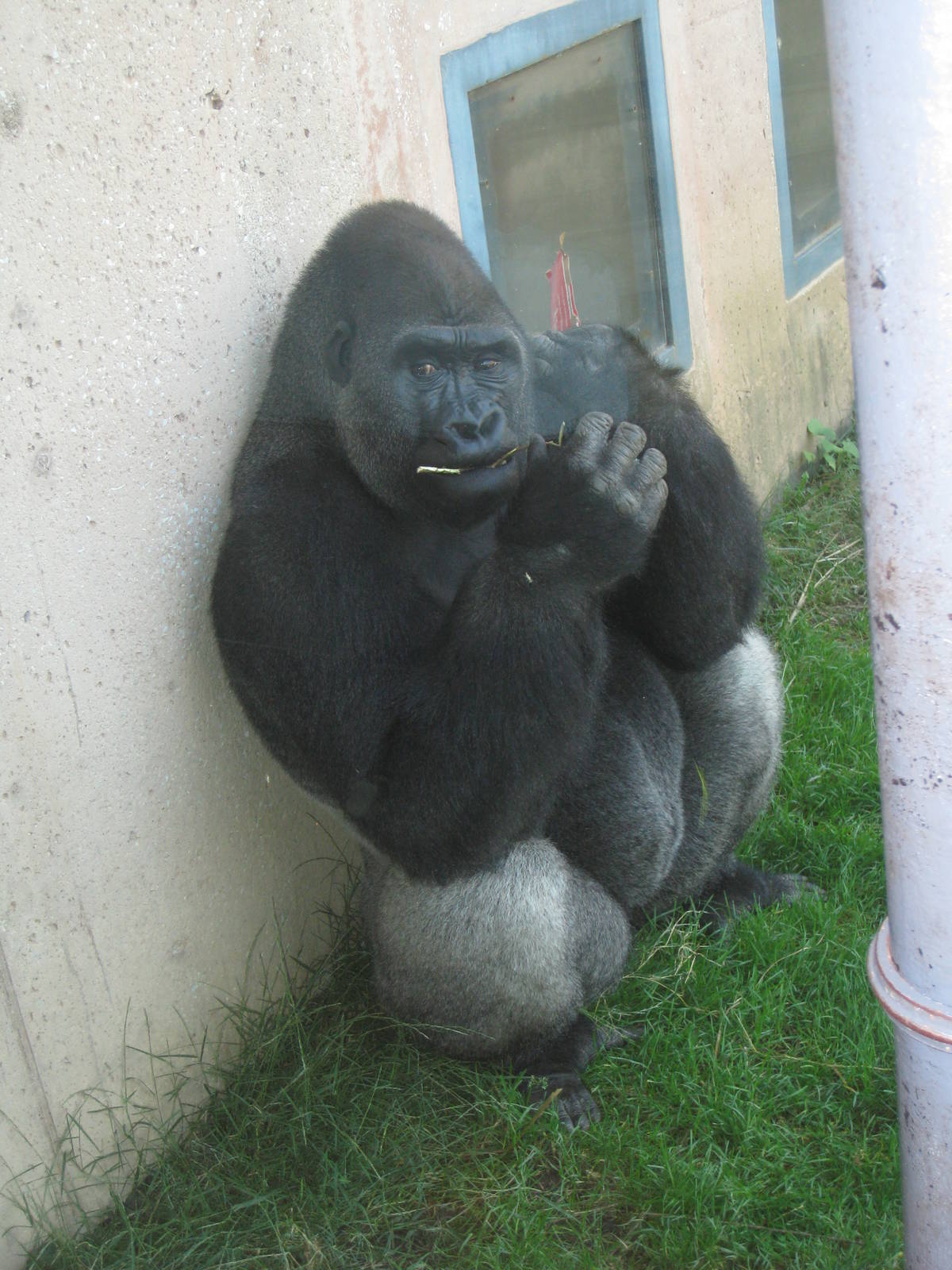 Gorilla