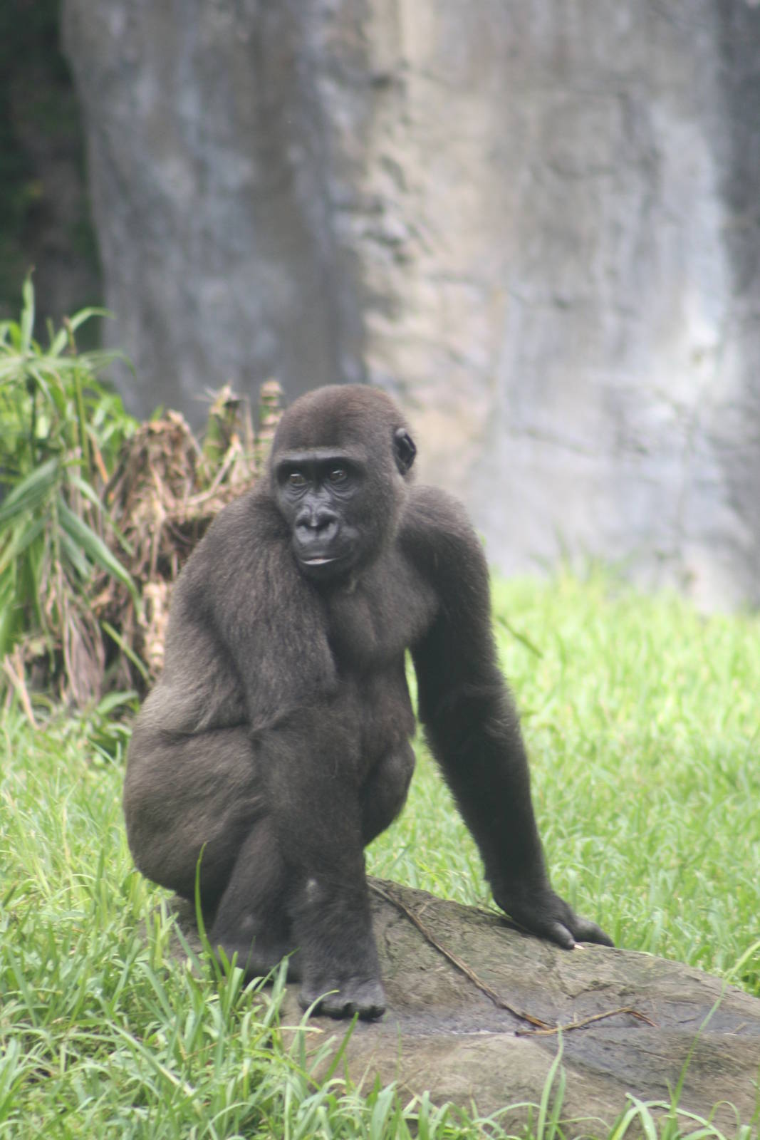 Gorilla