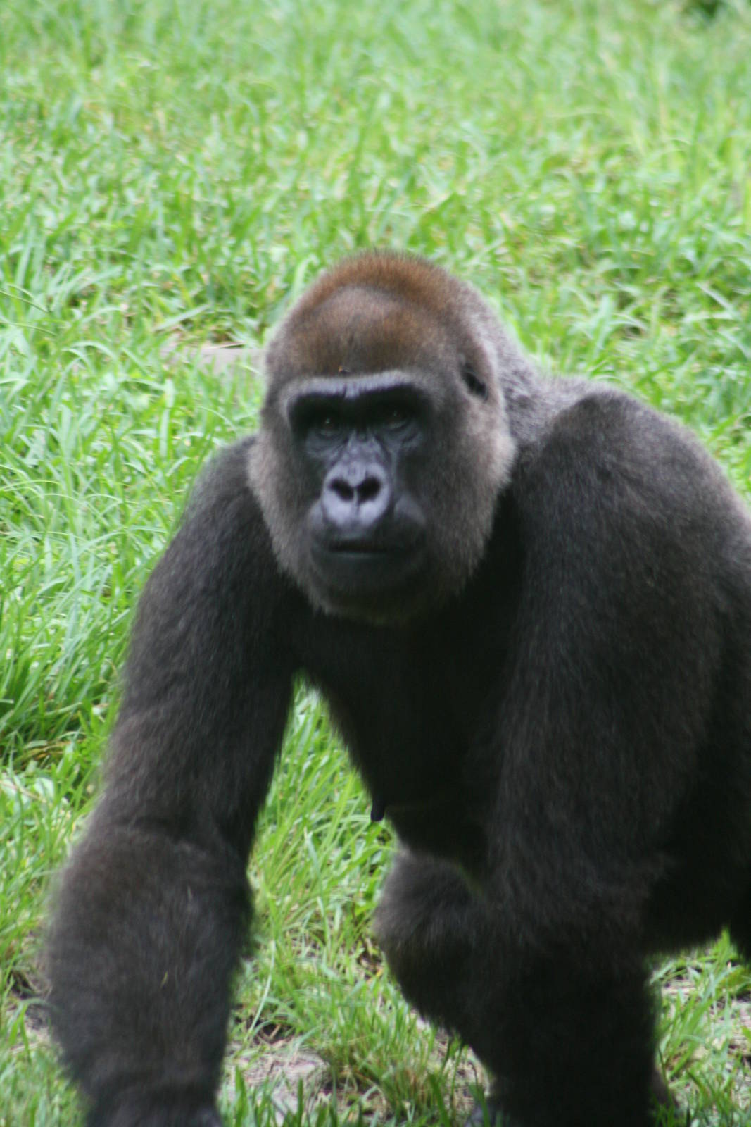 Gorilla