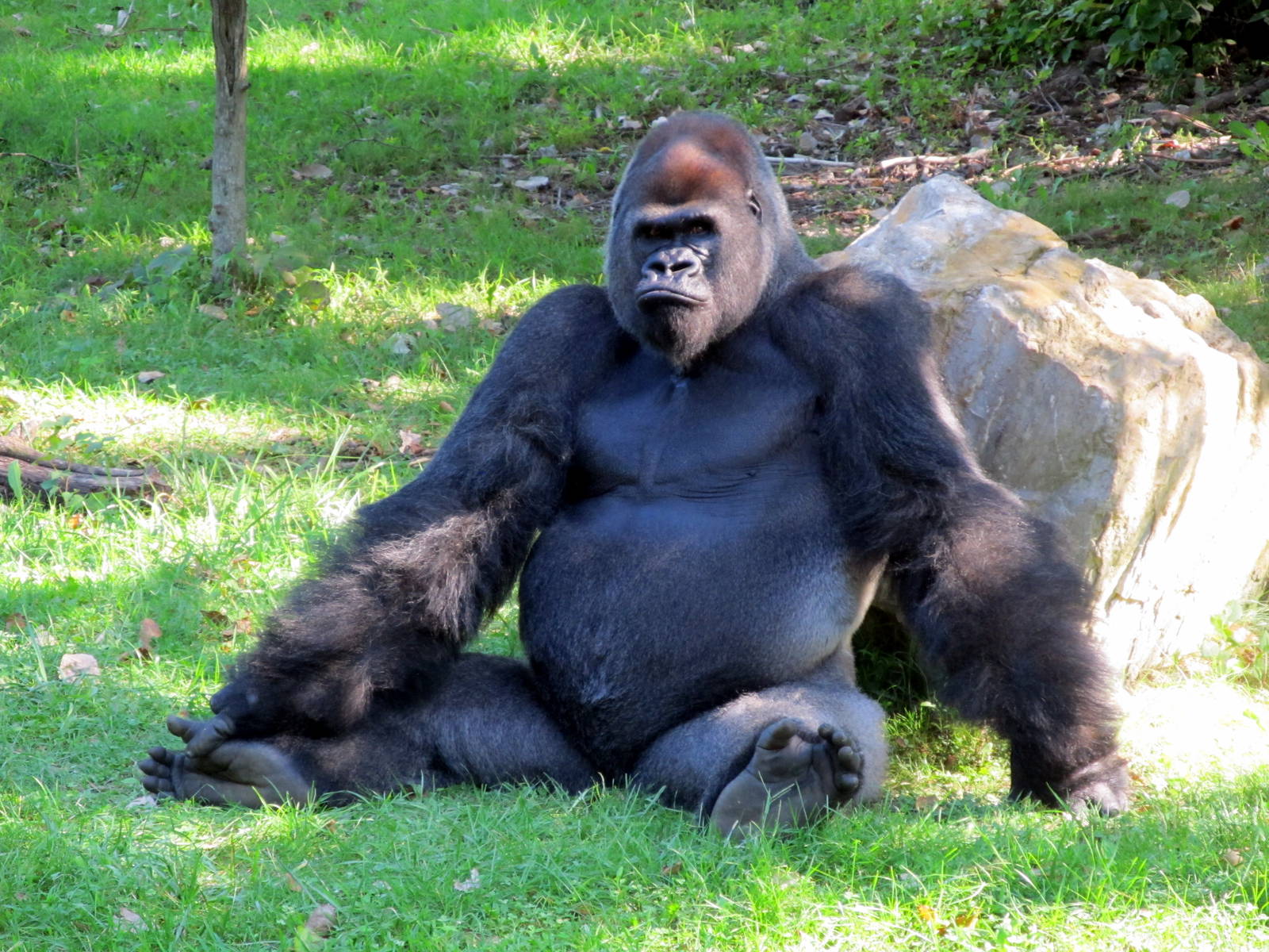 Gorilla