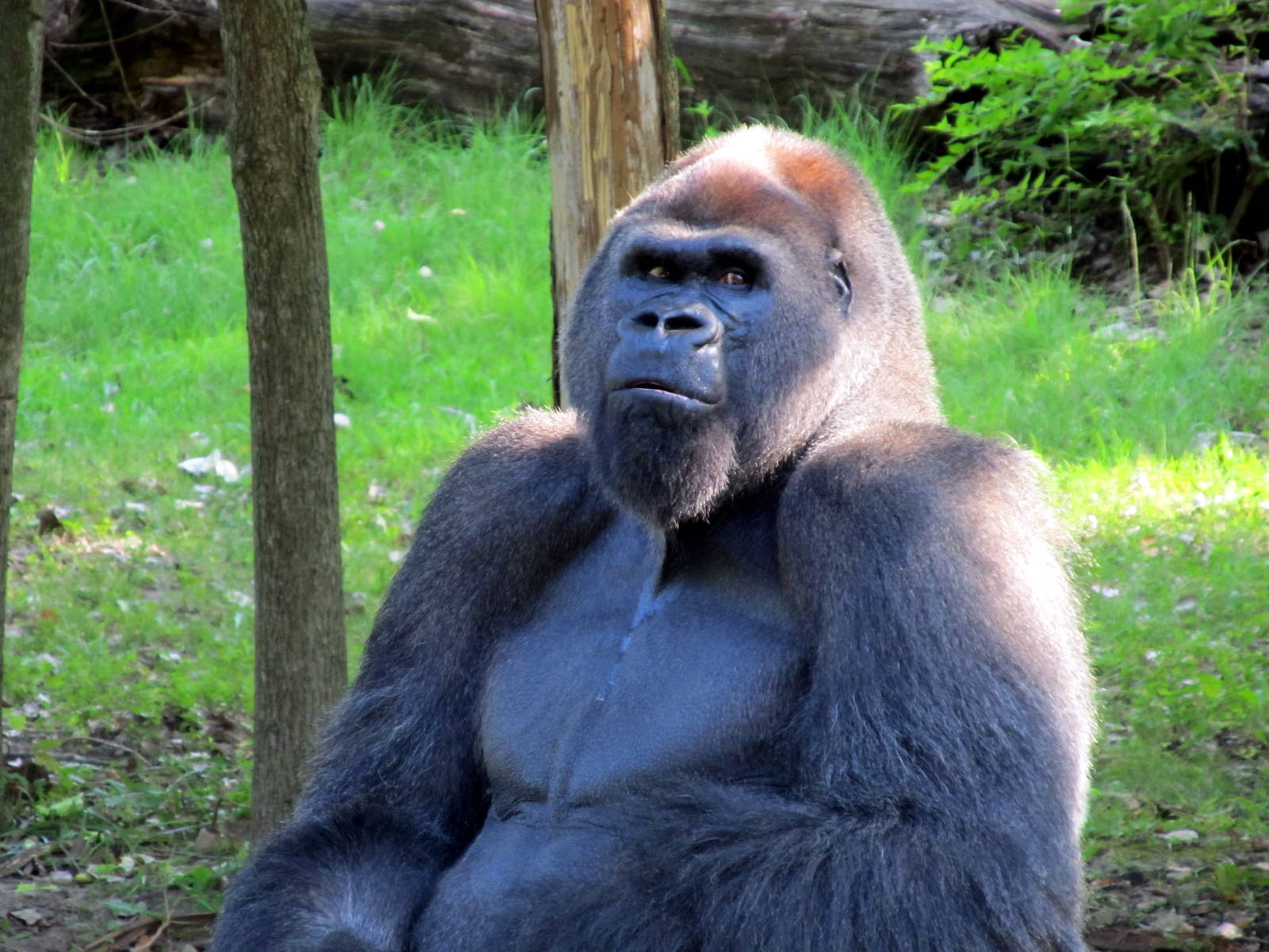Gorilla