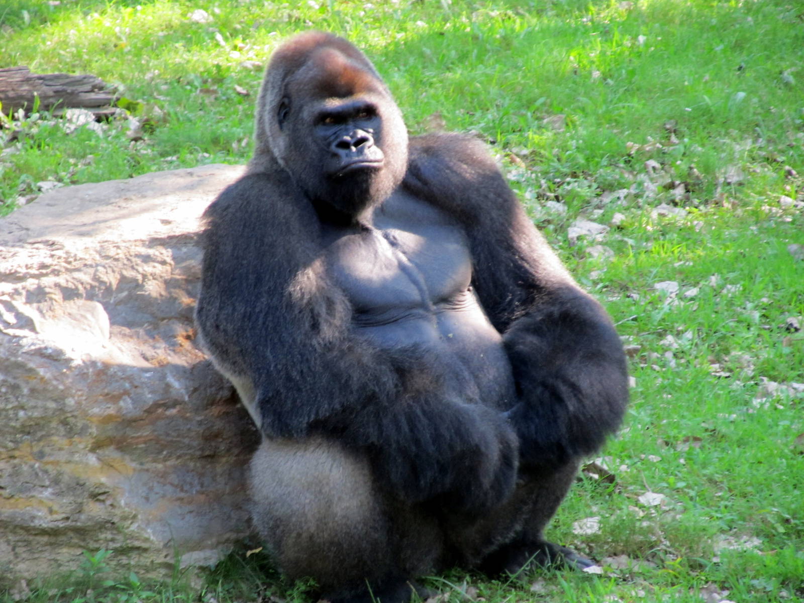 Gorilla