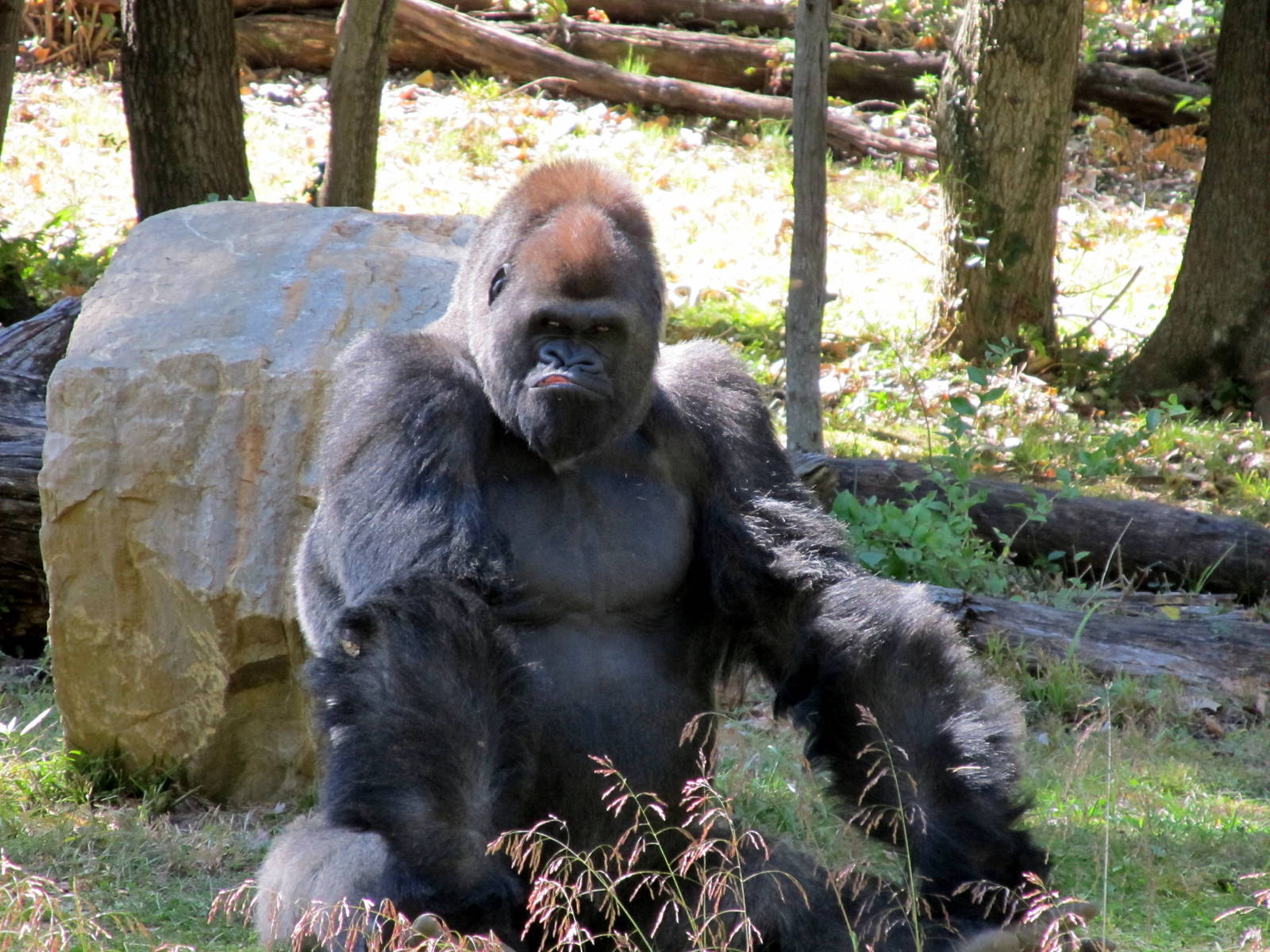 Gorilla