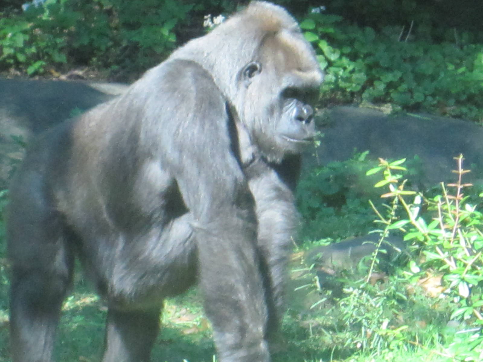 Gorilla