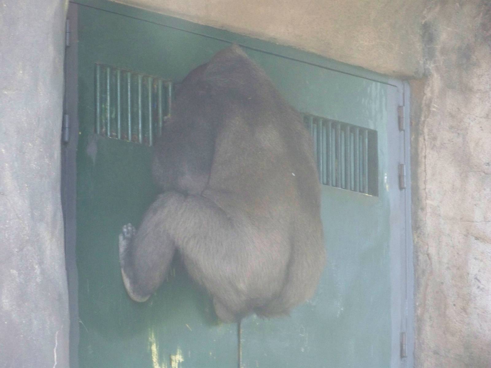 Gorilla